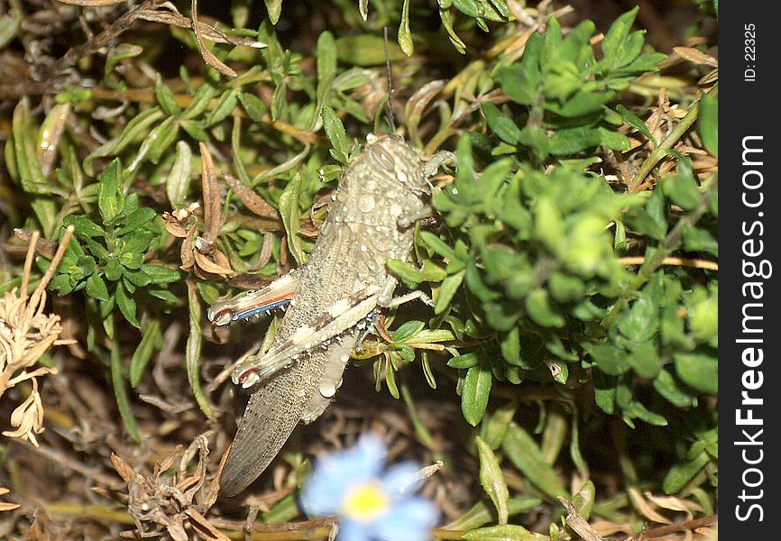 A giant grasshopper - having just been watered! (Sprinkler system)