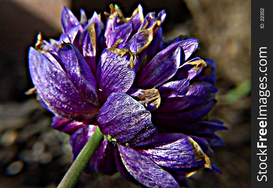 A dying purple flower. A dying purple flower