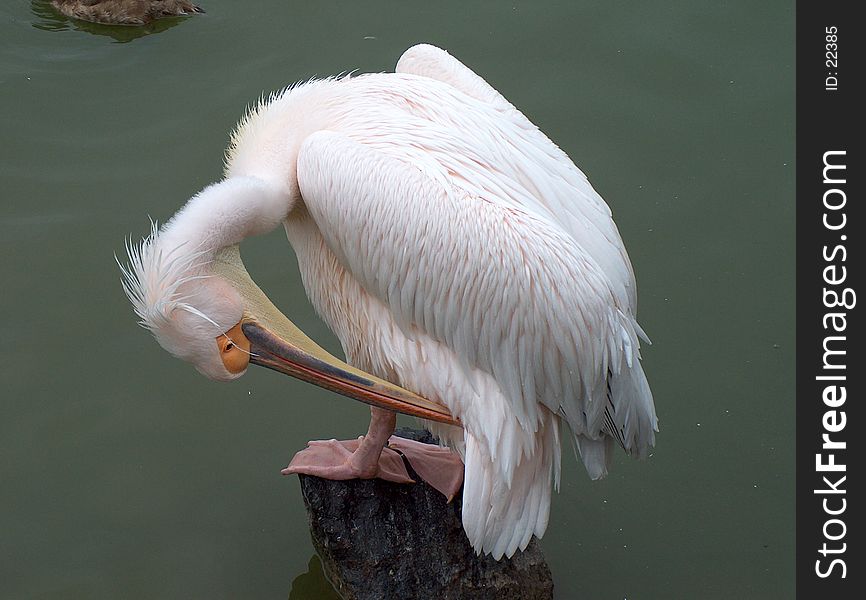 A pelican grooming