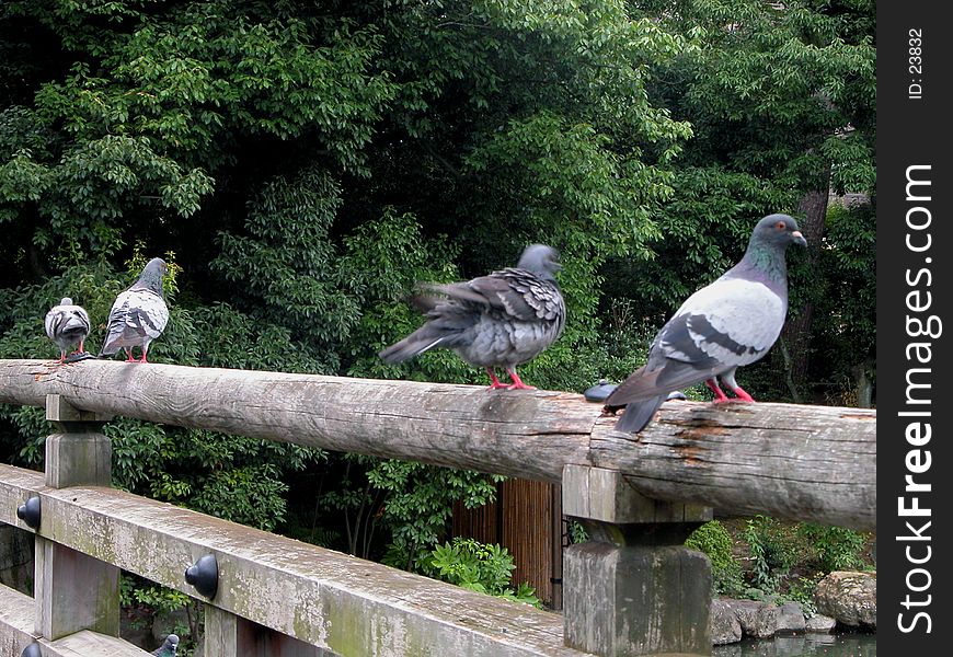 Resting pigeons