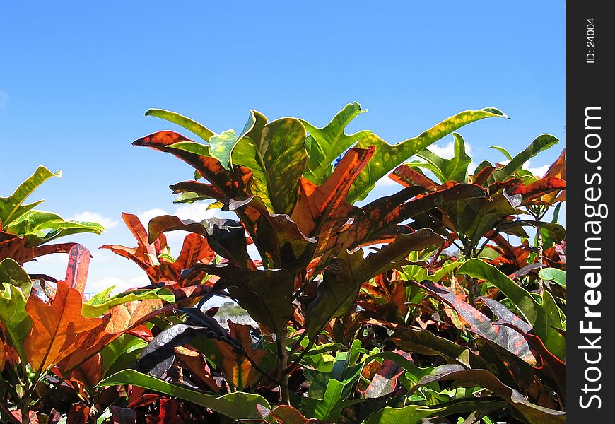 Variegated leaves against blue sunny sky. Variegated leaves against blue sunny sky