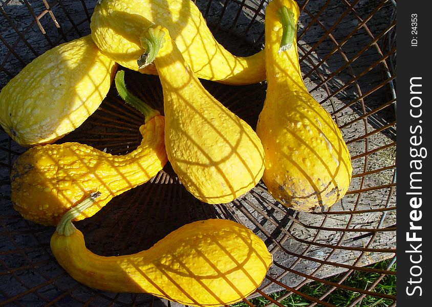 pumpkins in a basket