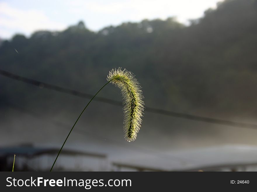 A seed head of some grass growing beside Lake Taneycomo early one morning when the lake surface was covered with thick mist. A seed head of some grass growing beside Lake Taneycomo early one morning when the lake surface was covered with thick mist.