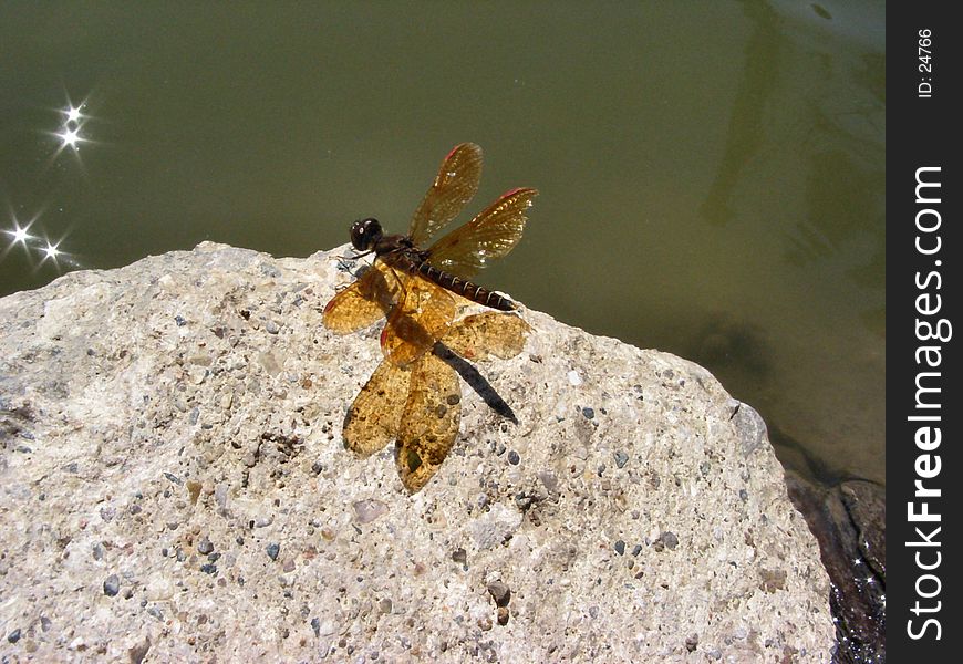 Picture of a Dragon Fly basking in the sun after a meal.