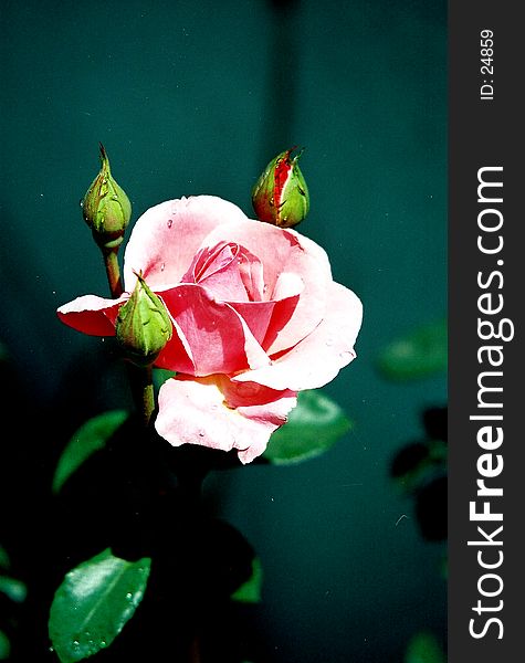 A beautiful pink rose partly open with three more buds waiting their blooming turn. Film grain visible. A beautiful pink rose partly open with three more buds waiting their blooming turn. Film grain visible.