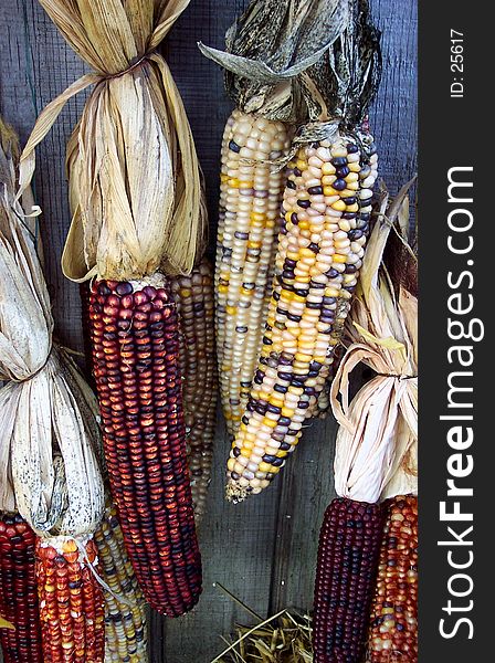 Photo of decorative corn at a roadside market. Photo of decorative corn at a roadside market.