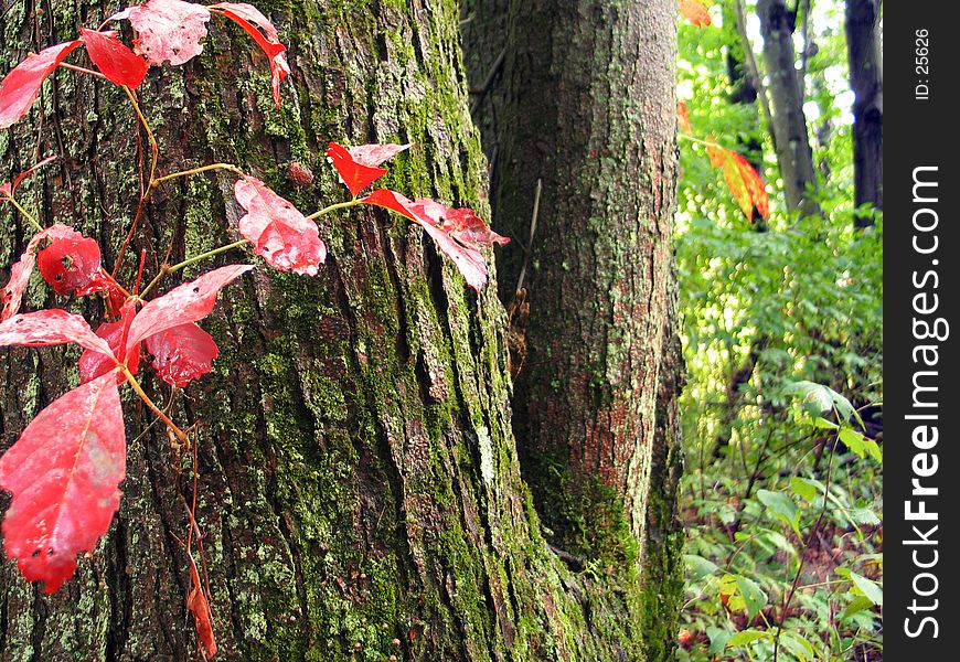 Red vine on tree in the forest