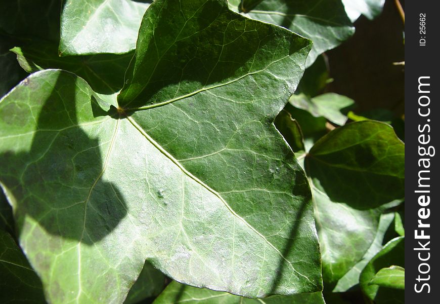 closeup of an ivy leaf among others