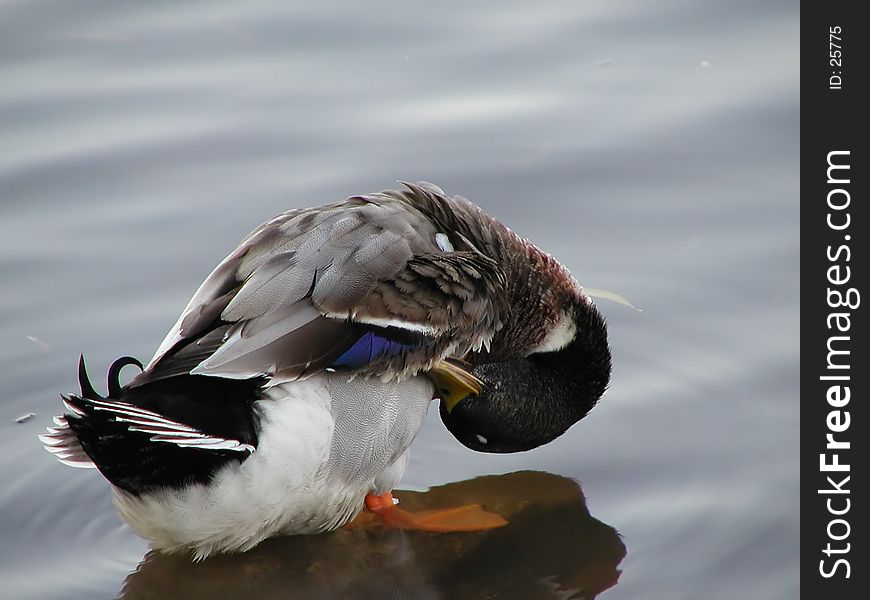 A duck grooming itself at the edge of the water. A duck grooming itself at the edge of the water.