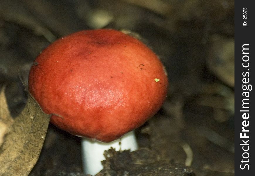 An orange capped mushroom in the leaves
