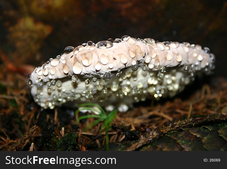 Wet mushroom with fresh water drops.