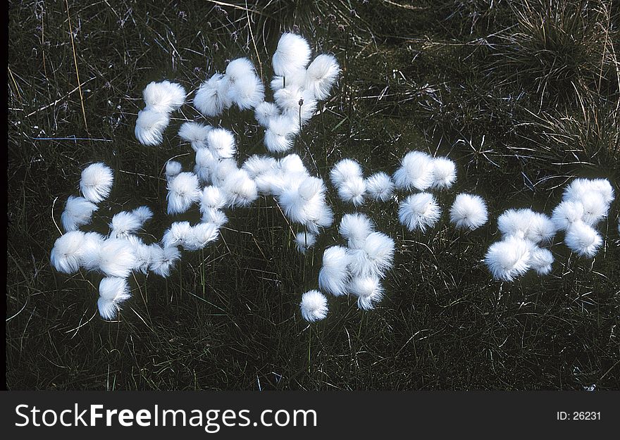 A small cluster of cotton grass on Spitzbergen