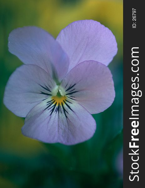 Blue pansy with blurred background, soft focus.