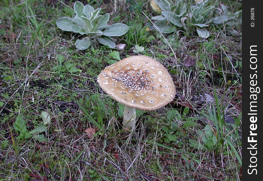 Wild Mushroom growing in my neighbour's yard