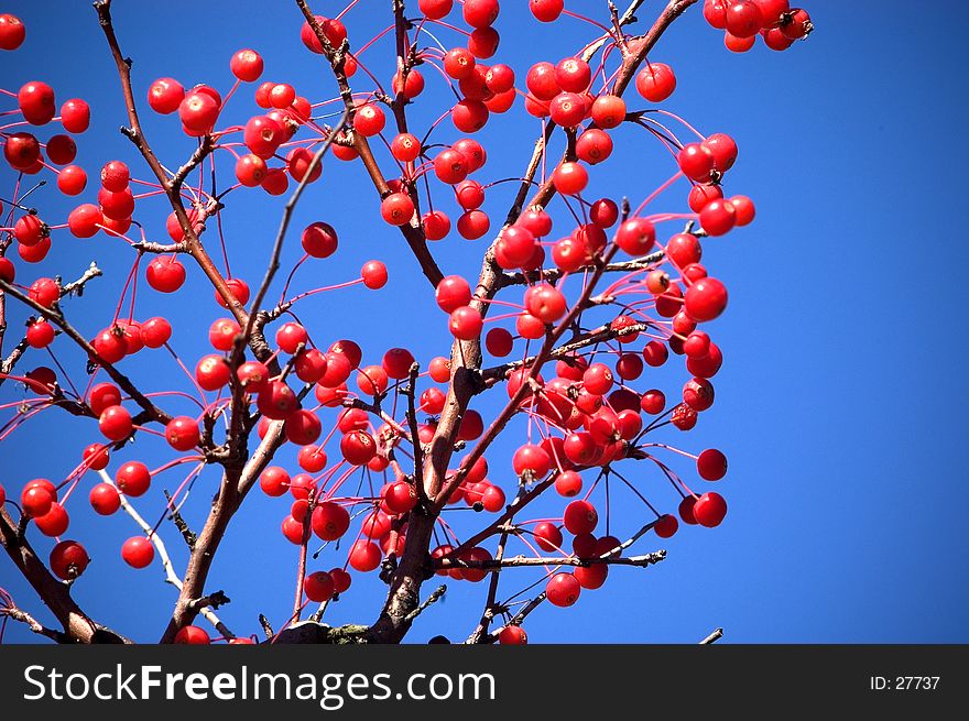 A large grouping of red berries photographed against a vibrant Blue sky. A large grouping of red berries photographed against a vibrant Blue sky.