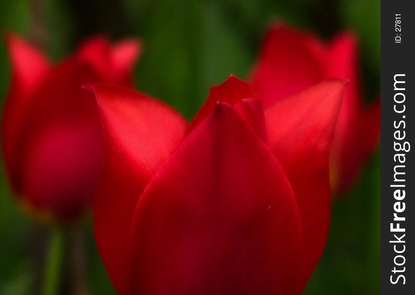 Three red dreamy tulips