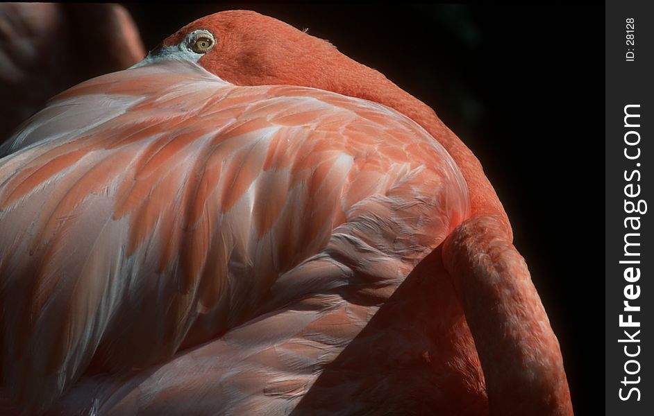 Pink flamingo, Phila. Pa. zoo. Pink flamingo, Phila. Pa. zoo