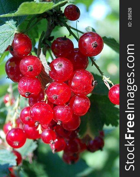 Digital photo of red currant taken in germany