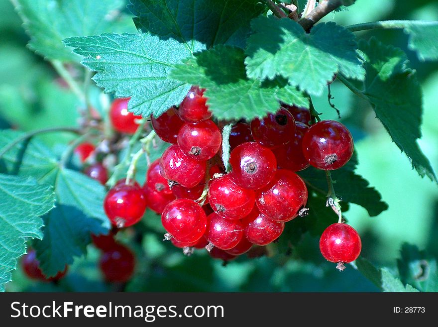 Digital photo of red currant and leaves. Digital photo of red currant and leaves