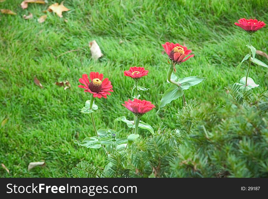 Flowers blooming in early Autumn against a green background of grass. Flowers blooming in early Autumn against a green background of grass