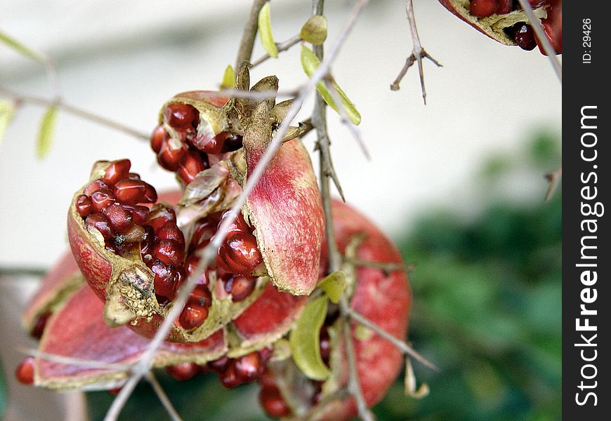 Pomegranate