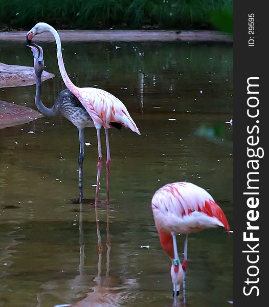 Adult flamingu feeding the youngster