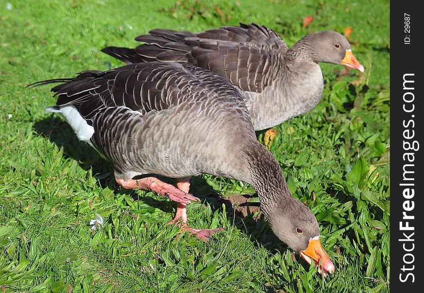 Two geese grazing.