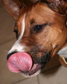 Dog Licking Stock Photo