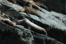Steller S Sea Lion Stock Image