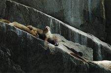 Steller S Sea Lion 1 Stock Photography