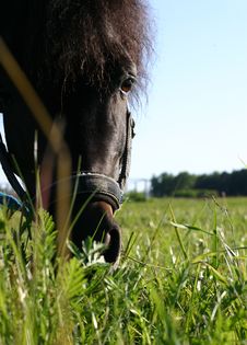 A Pony Stock Photo