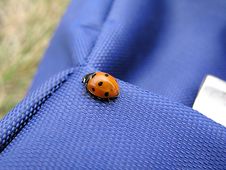 Free Ladybird 1 Royalty Free Stock Image - 205006