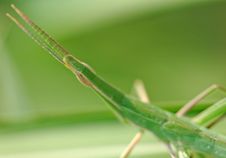 Green Grasshopper Royalty Free Stock Photography