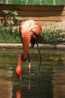 Flamingo Stock Image Flamingo Stock Image