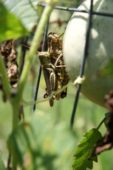 Grasshoppers Mating Royalty Free Stock Image