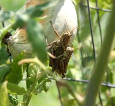 Mating Grasshoppers Royalty Free Stock Images