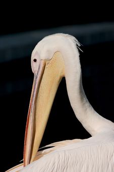 Pelican S Head Stock Photography Pelican S Head Stock Photography