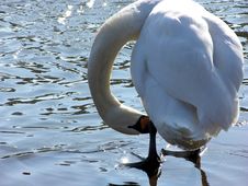 Swan Stock Photos Swan Stock Photos