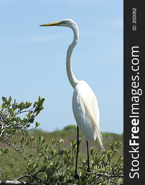 Egret on branch