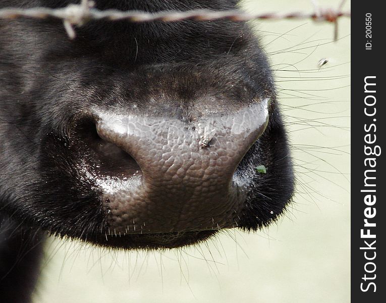 Cow behind fence