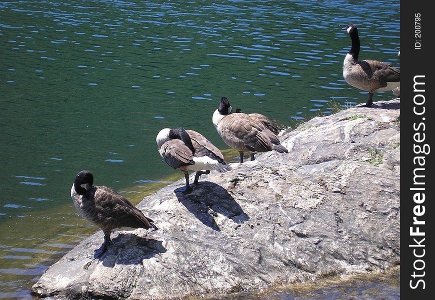 These ducks were enjoying the sunny summer day on a tiny island in the middle of the lake at Bear Mountain State Park in NY. These ducks were enjoying the sunny summer day on a tiny island in the middle of the lake at Bear Mountain State Park in NY.