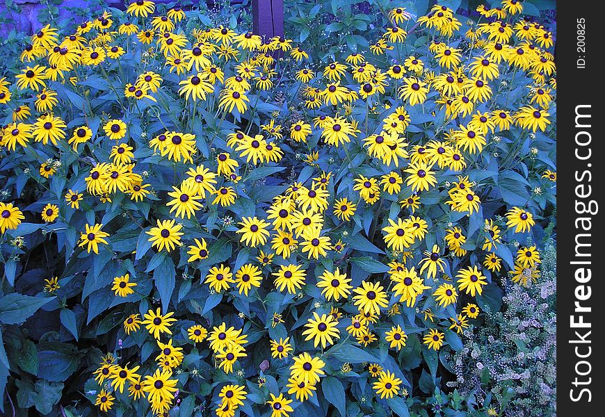 Field Of Blue And Yellow