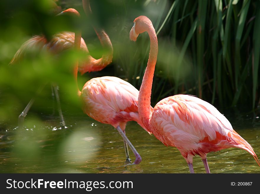 Couple of Flamingos crossing over water