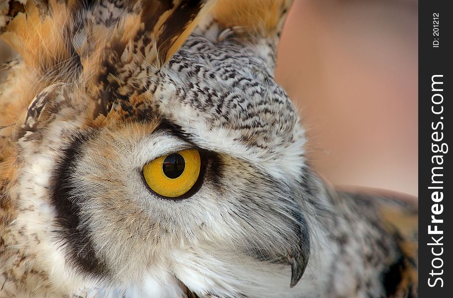 Close up of Great Horned Owl face. Close up of Great Horned Owl face