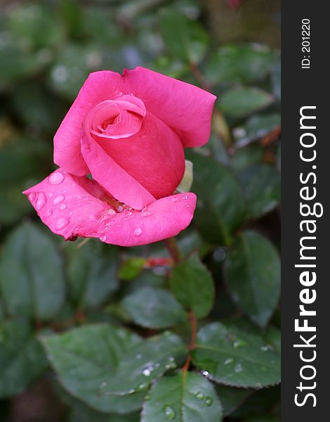Beautiful pink rose with droplets of water