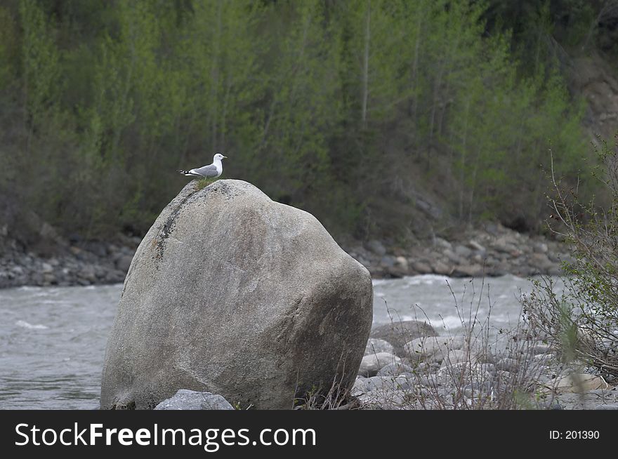 Bird perched upon a boulder along an Alaskan river. Bird perched upon a boulder along an Alaskan river
