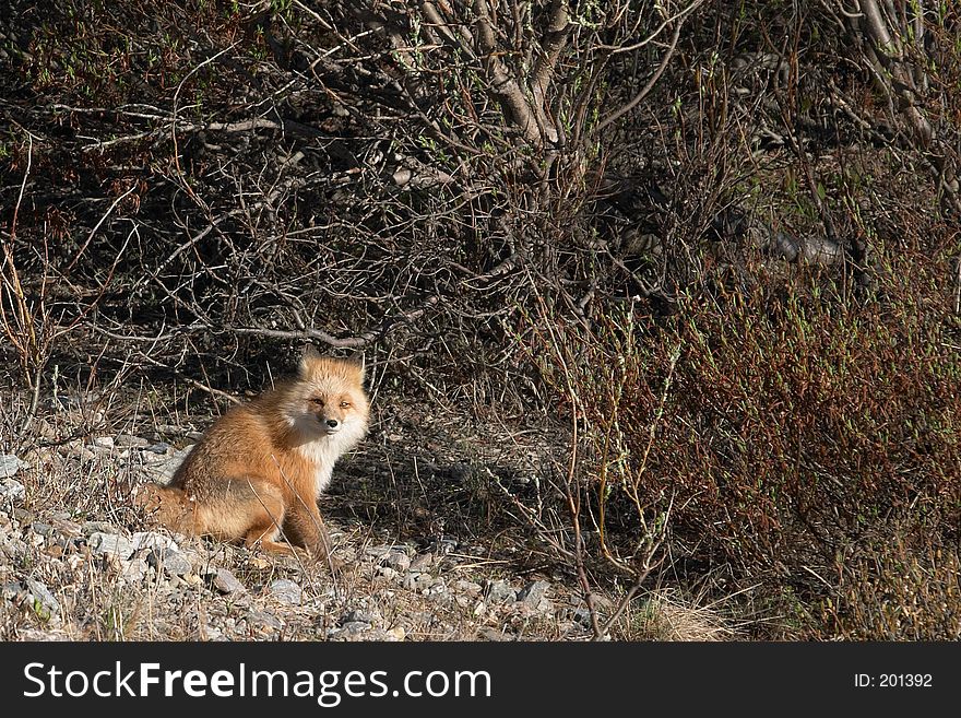 Red fox in Denali National Park, Alaska