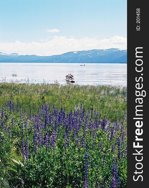 Lake tahoe with mountains and purple flowers. Lake tahoe with mountains and purple flowers