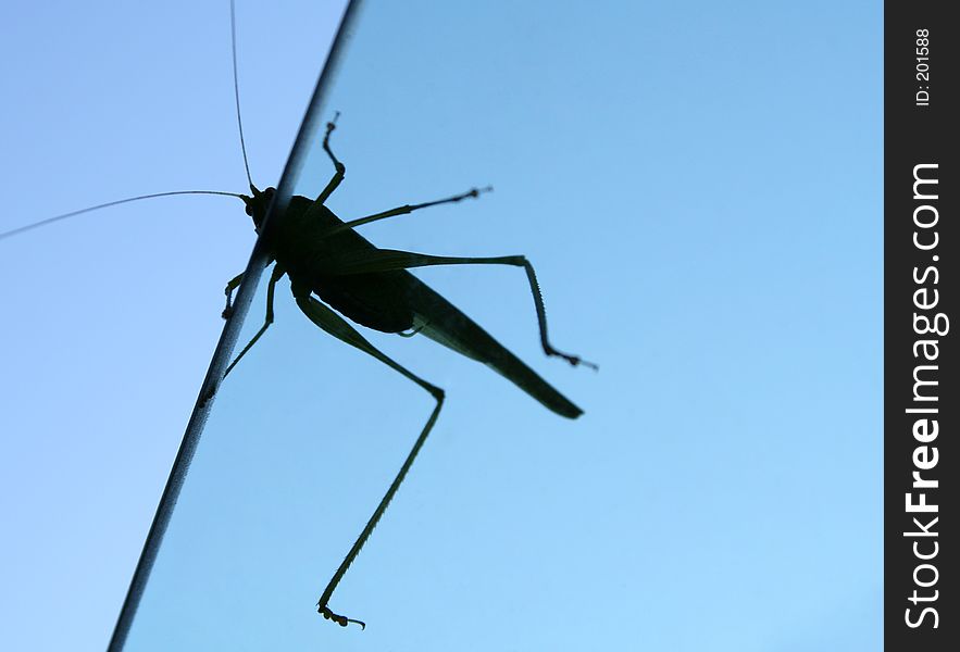 Locust caught crawling on car window. Locust caught crawling on car window.