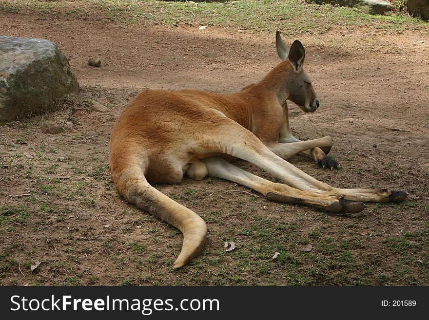 Red kangaroo resting